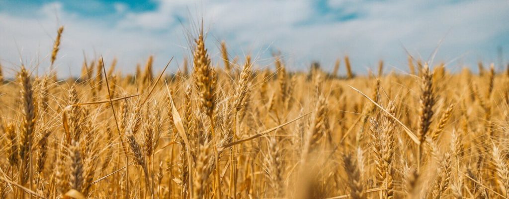 Плодородие