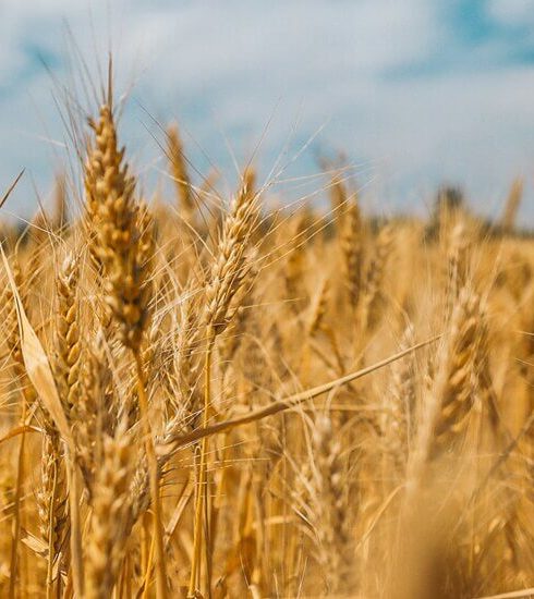 Плодородие case